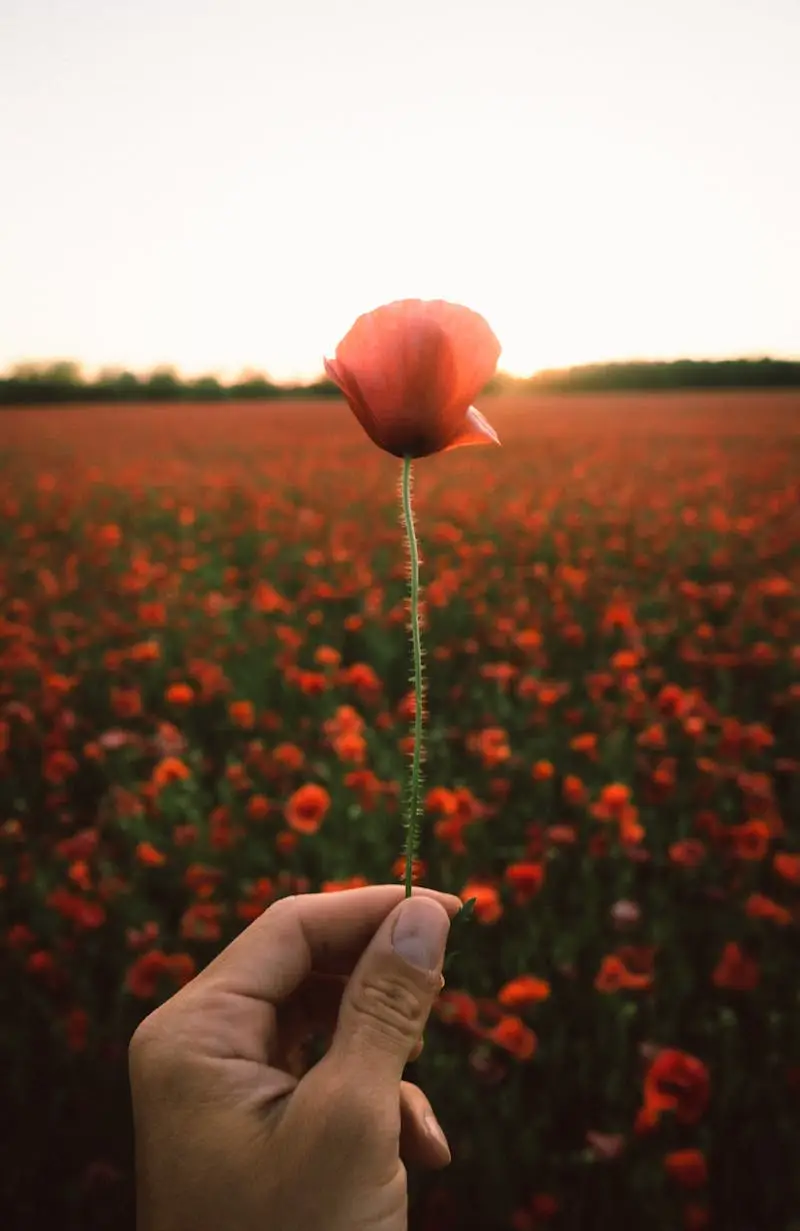 Serene image of a hand holding a poppy against a vast bloom field at sunrise.